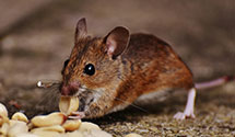 24 Hour & Emergency Exterminators in Colon, NC